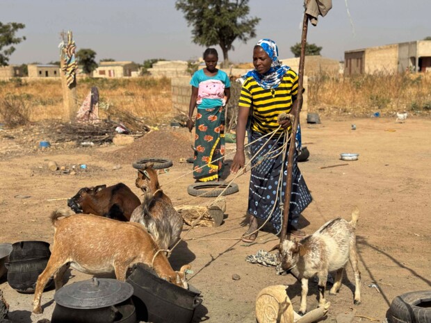 Zwei Personen befinden sich in einem ländlichen Umfeld und kümmern sich um mehrere Ziegen, die mit Seilen angebunden sind und aus Behältern fressen. Eine Person hält einen Holzstock und überwacht die Tiere, während eine weitere Person im Hintergrund steht. Rundherum sind einfache Alltagsgegenstände, trockener Boden und Wohngebäude zu sehen, was die Viehhaltung im Dorfalltag zeigt.