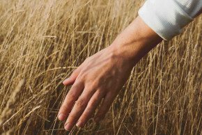 Symbolbild Nahaufnahme Hand fährt durch Weizen.