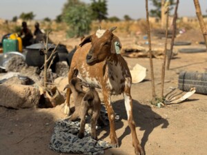 Eine ausgewachsene Ziege steht auf trockenem Boden, während ein Ziegenjunges unter ihr trinkt. Die Ziege trägt eine Ohrmarke und blickt zur Seite. Im Umfeld sind einfache Alltagsgegenstände wie Töpfe, Kanister und Autoreifen zu sehen, im Hintergrund eine karge, ländliche Siedlung. Die Szene zeigt Tierhaltung als Teil des täglichen Lebens in einem dörflichen Umfeld.