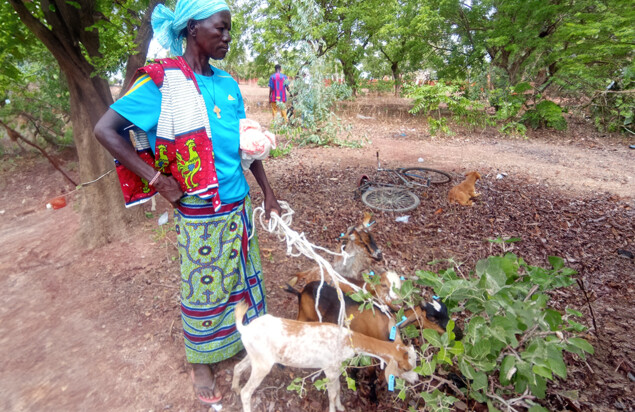 A person is holding several goats with blue ear tags on leashes, as the animals nibble on branches. The person is dressed in traditional, colorful clothing and wears a cross necklace. In the background, other people, a fallen bicycle, and trees are visible. The scene takes place in a rural area of Burkina Faso as part of a project promoting small livestock farming by women.