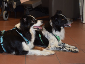 Die ausgebildeten Therapiehunde Siria und Gwenny (Mutter und Tochter) am Boden sitzend.