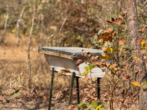 Ein einfacher Bienenstock aus hellem Holz steht erhöht auf einem Metallgestell in einer trockenen, buschigen Landschaft. Umgeben ist er von Bäumen und Sträuchern mit teils vertrockneten Blättern. Die Szene zeigt Imkerei in einem naturnahen, ländlichen Umfeld.