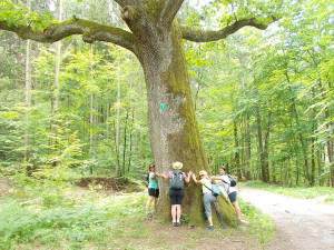 Hundertjährige Eiche im Wald