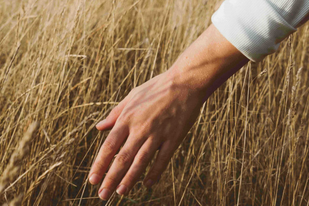Symbolbild Nahaufnahme Hand fährt durch Weizen.