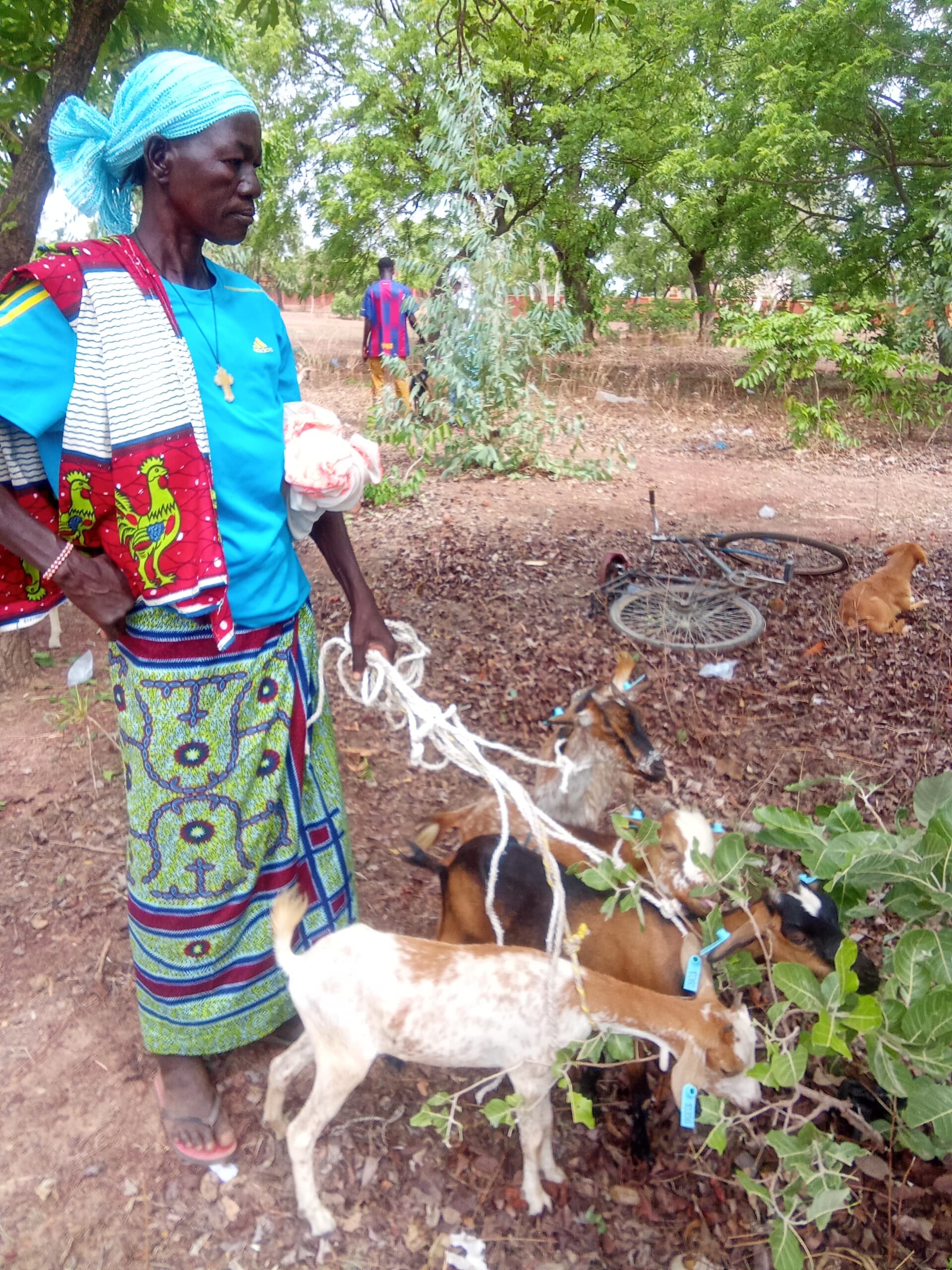A person is holding several goats with blue ear tags on leashes, as the animals nibble on branches. The person is wearing traditional, colorful clothing and a cross necklace. In the background, other people, a fallen bicycle, and trees are visible. The scene takes place in a rural area of Burkina Faso as part of a project promoting small-scale livestock farming by women.