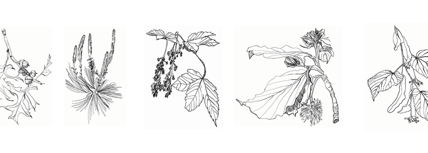 Illustrationen von Baumblättern. Illustrationen: Birgit Schweiger.