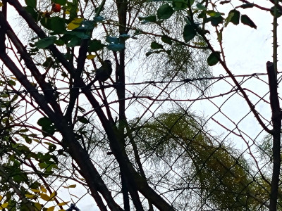 Außenaufnahmen eines Maschendrahtzauns. Im Hintergrund Bäume.
