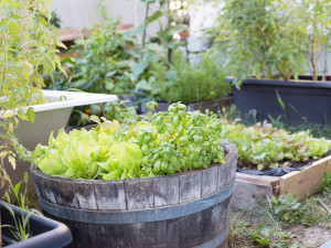 Kräutergarten im ÖJAB-GreenHouse.